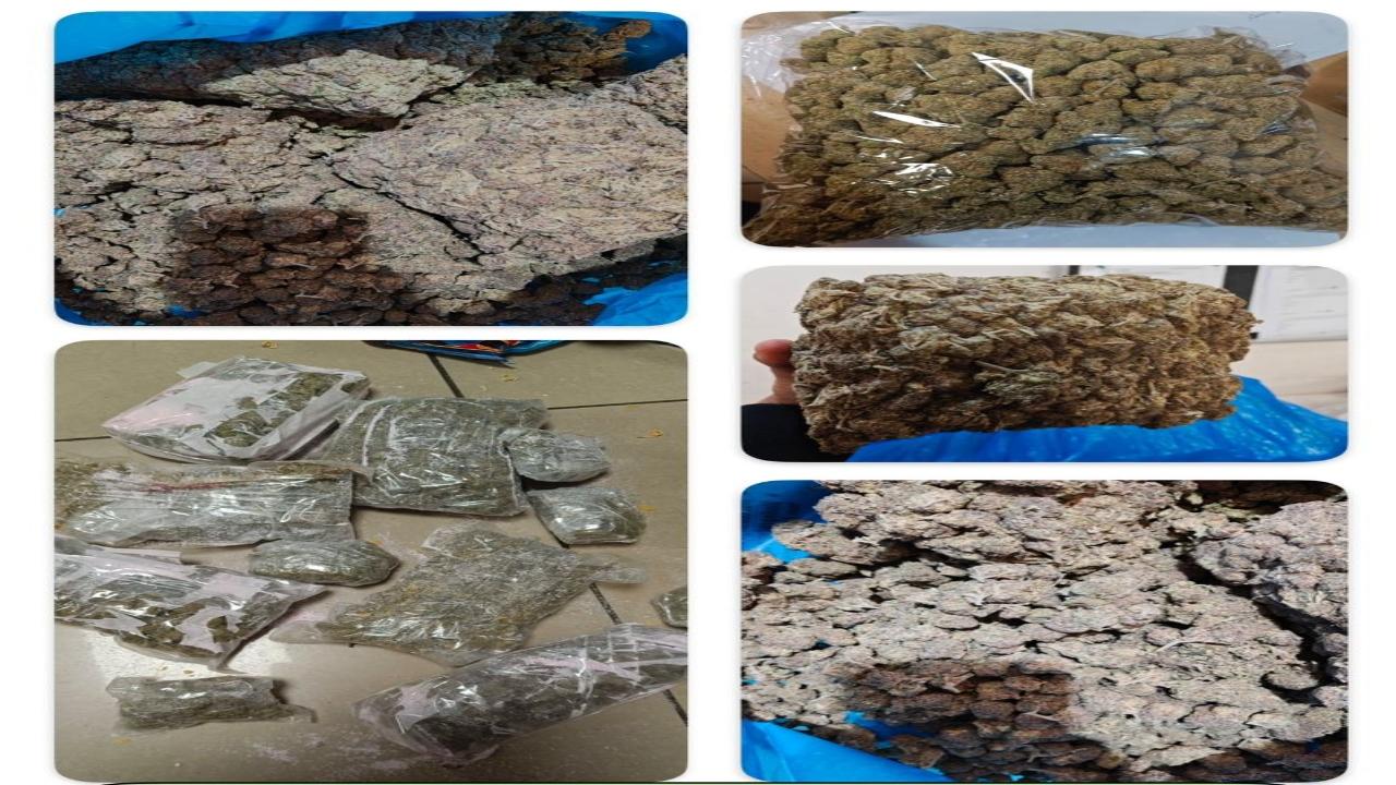 Hydroponic weed worth Rs 26.48 crore recovered at Mumbai airport, 5 fliers held