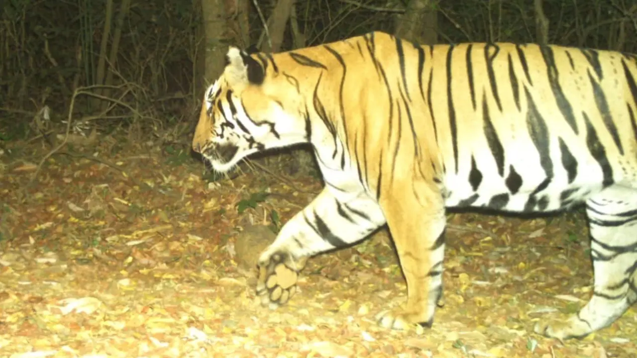 Male tiger travels 500 kilometres from Tipeshwar sanctuary to Solapur district