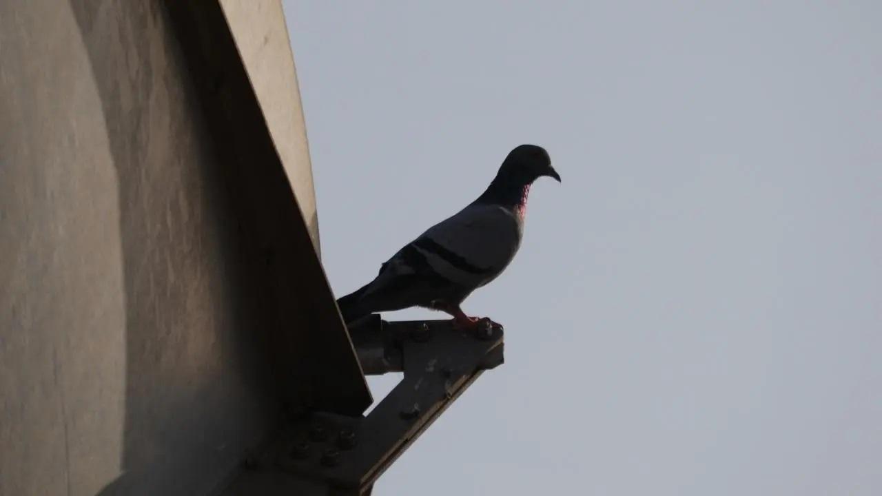 Stop feeding pigeons! Mumbai docs say the bird's dropping can cause pneumonia