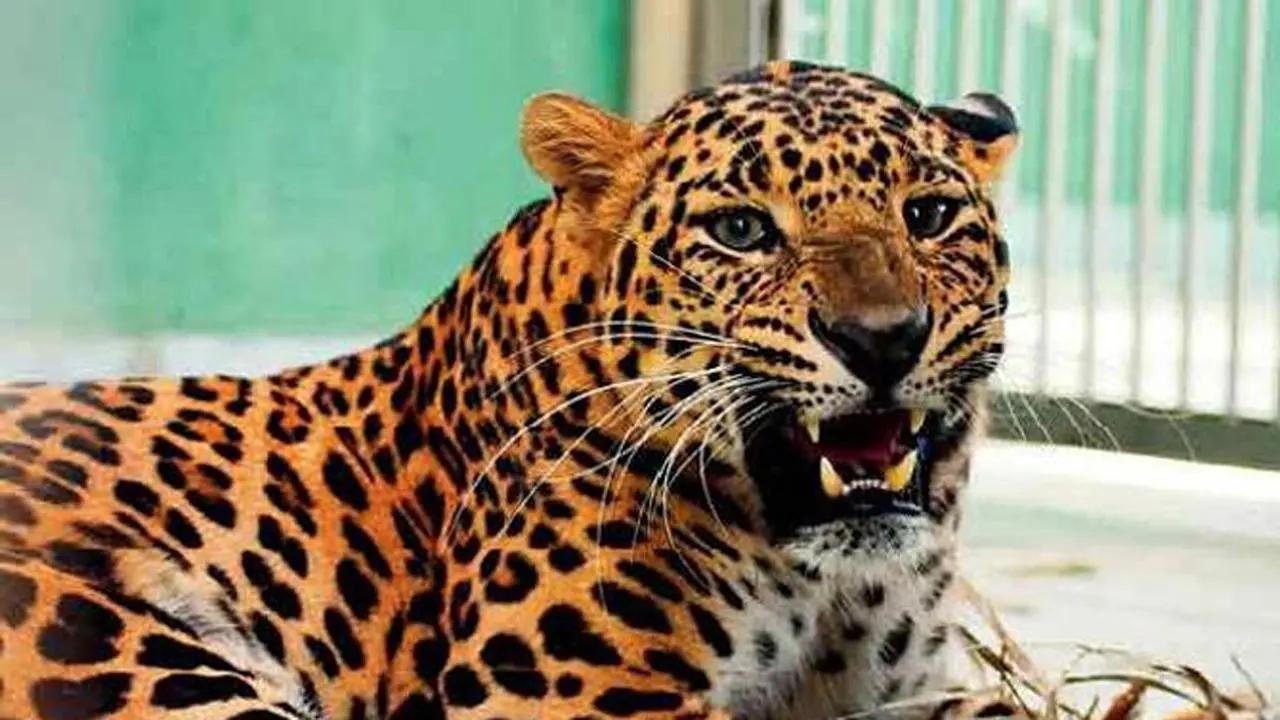  Leopard spotted in Udgir town; search operation launched