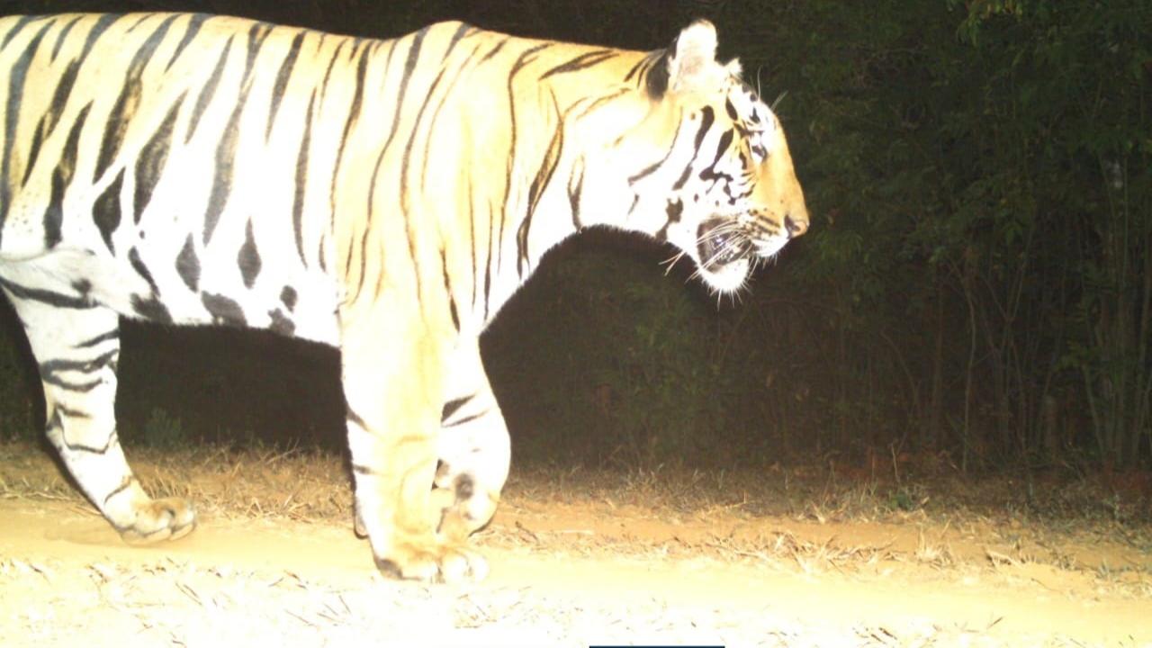 New tiger spotted at Sahyadri Tiger Reserve, may have travelled 100 kms