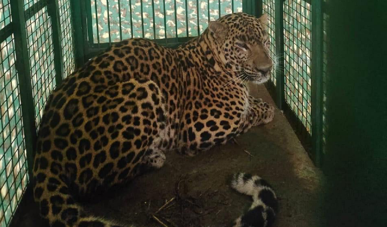 Maharashtra: Injured leopard rescued in Wagholi