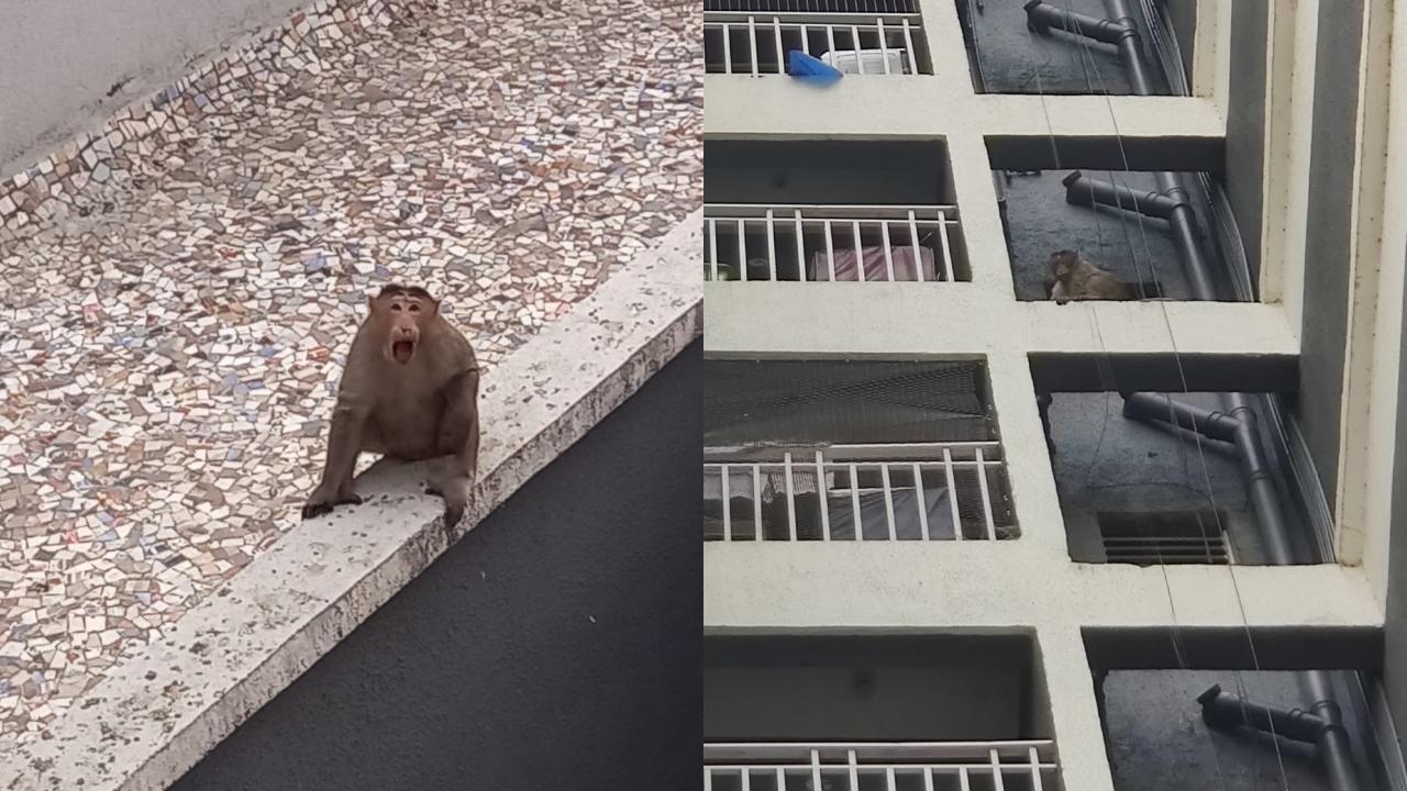 Residents raise concerns over monkey menace in Vasai; call for immediate action