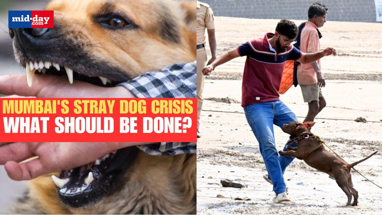 Mumbai's stray dog attacks: Why is it rising? Causes & solution - Watch video