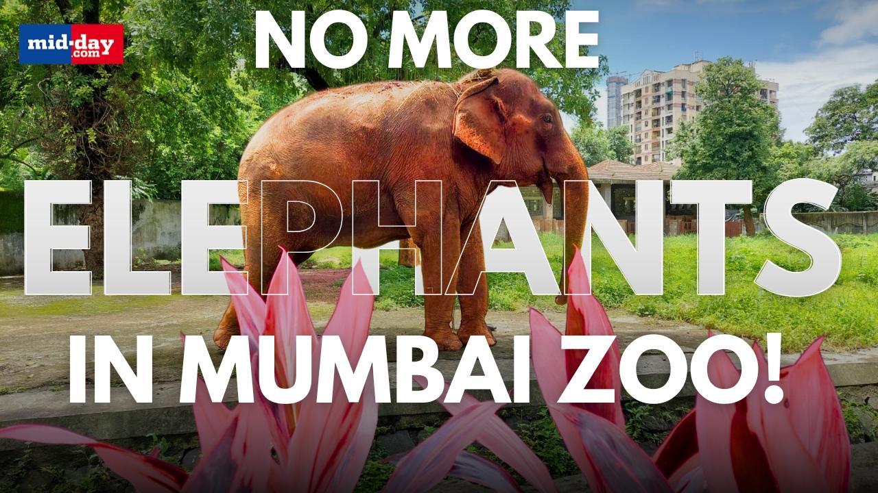 No more elephants at Byculla Zoo after last elephant Anarkali’s death