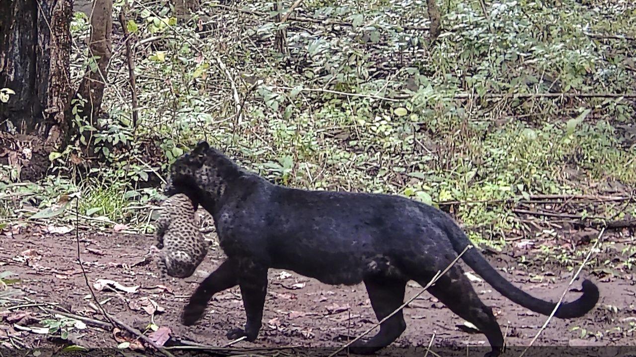 Odisha: Rare melanistic leopard spotted in Nayagarh district